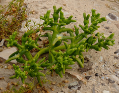 Mesembryanthemum cryptanthum