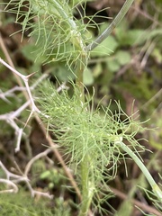 Artedia squamata