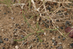 Reaumuria songarica