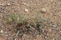 Reaumuria songarica