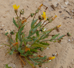 Launaea angustifolia