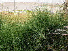 Ephedra aphylla