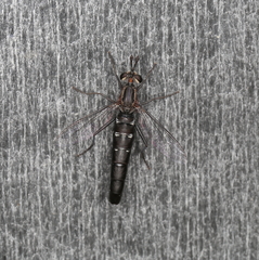 Anomalomydas mackerrasi