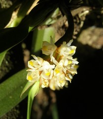 Maxillaria neglecta