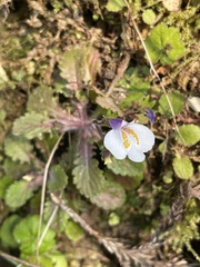 Mazus alpinus