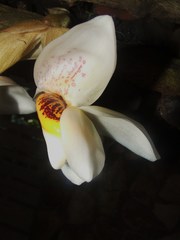 Stanhopea ecornuta