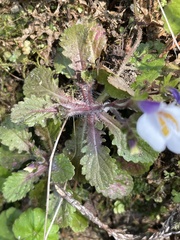 Mazus alpinus