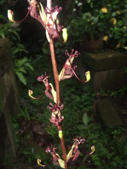 Cycnoches egertonianum