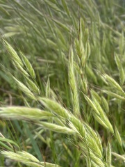 Bromus alopecuros