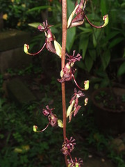 Cycnoches egertonianum