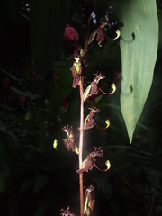 Cycnoches egertonianum
