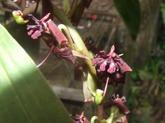 Cycnoches egertonianum