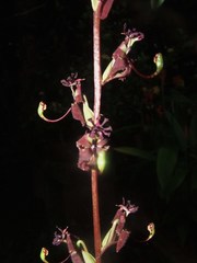 Cycnoches egertonianum