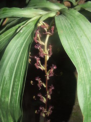 Cycnoches egertonianum