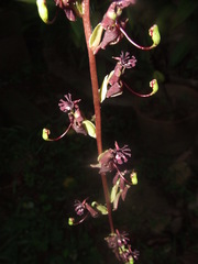 Cycnoches egertonianum