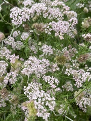 Chaetosciadium trichospermum