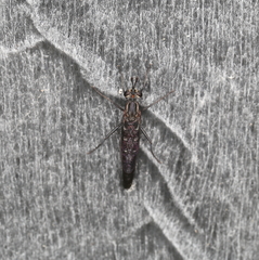 Anomalomydas mackerrasi