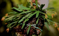 Specklinia alajuelensis