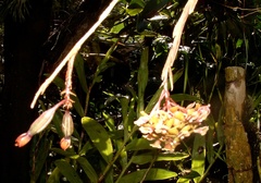 Epidendrum anceps
