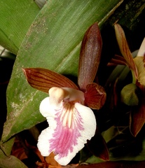 Aspasia principissa