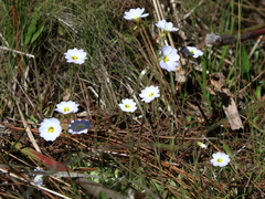 Pinguicula primuliflora