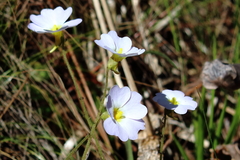 Pinguicula primuliflora