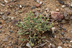 Anabasis brevifolia