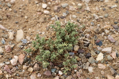 Anabasis brevifolia