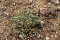 Anabasis brevifolia