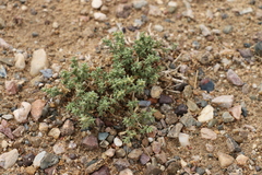 Anabasis brevifolia