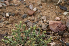 Anabasis brevifolia
