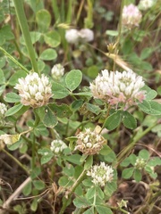 Trifolium glanduliferum