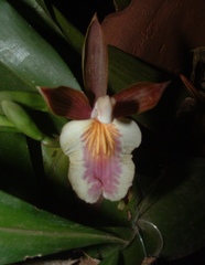 Aspasia principissa