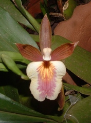 Aspasia principissa