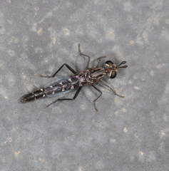 Anomalomydas mackerrasi