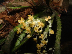 Lockhartia micrantha