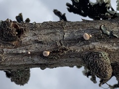 Lachnellula occidentalis