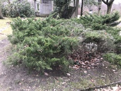 Juniperus communis