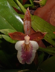 Aspasia principissa