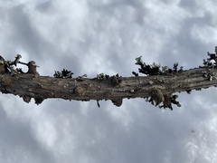Lachnellula occidentalis