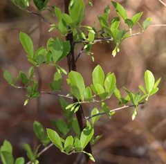 Styrax americanus