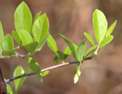 Styrax americanus