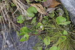 Centella eriantha
