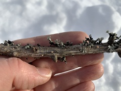 Lachnellula occidentalis