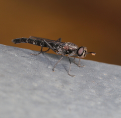 Anomalomydas mackerrasi