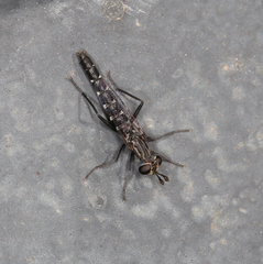 Anomalomydas mackerrasi