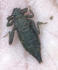 Dromogomphus