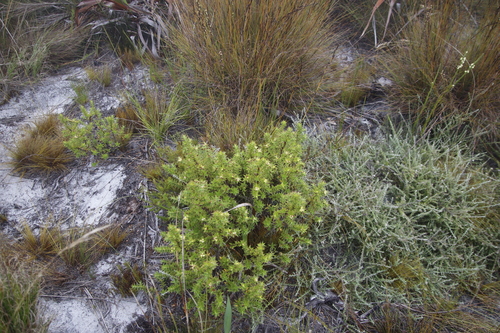 Image of Cliffortia theodori by (c) Tony Rebelo, some rights reserved (CC BY-SA)