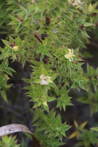 Image of Cliffortia theodori by (c) Tony Rebelo, some rights reserved (CC BY-SA)