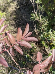 Pistacia × saportae